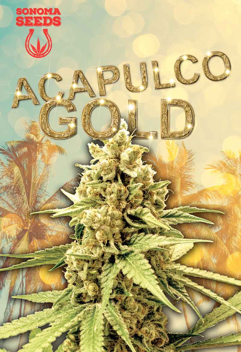 SONOMA FEMINIZED ACAPULCO GOLD SEEDS