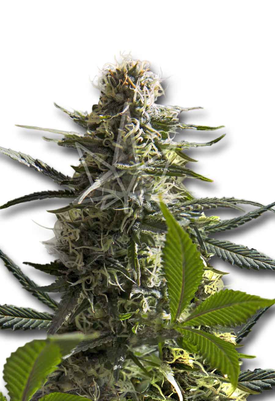 CROP KINGS Jack Herer Autoflower seeds