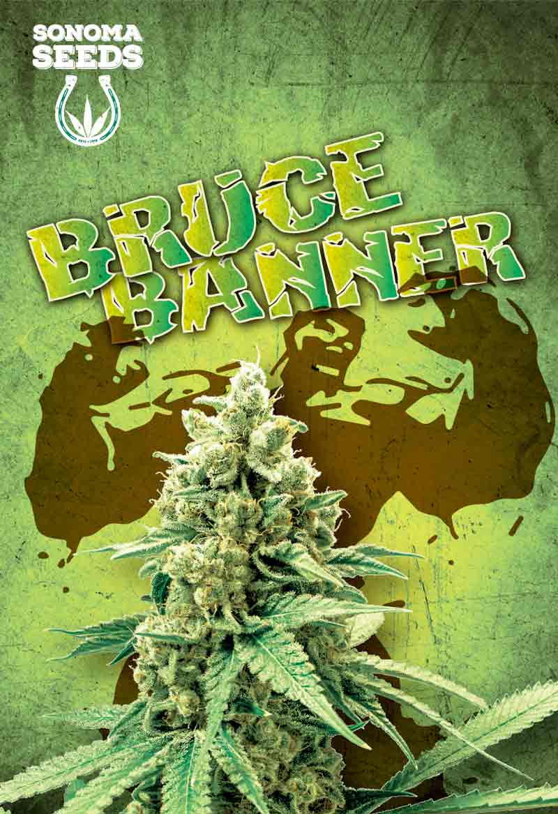 SONOMA FEMINIZED BRUCE BANNER SEEDS