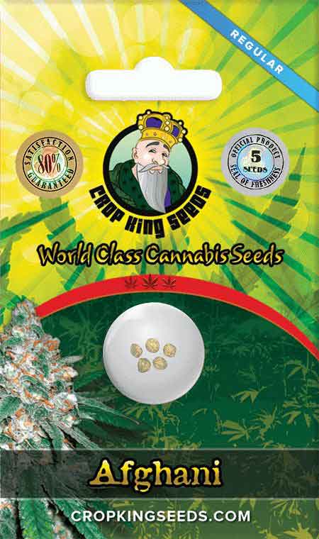 CROP KINGS AFGANI SEEDS