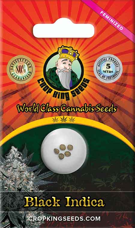 CROP KINGS BLACK INDICA FEMENIZED SEEDS