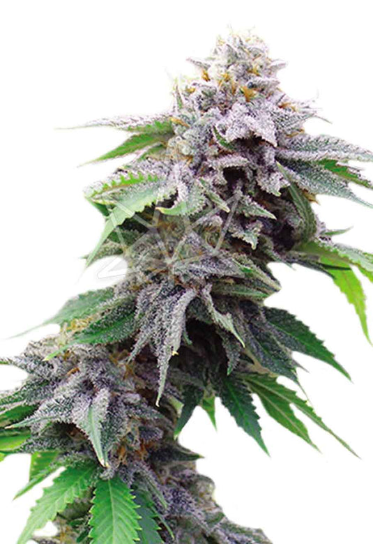 CROP KINGS BLUE COOKIES FEMINIZED SEEDS