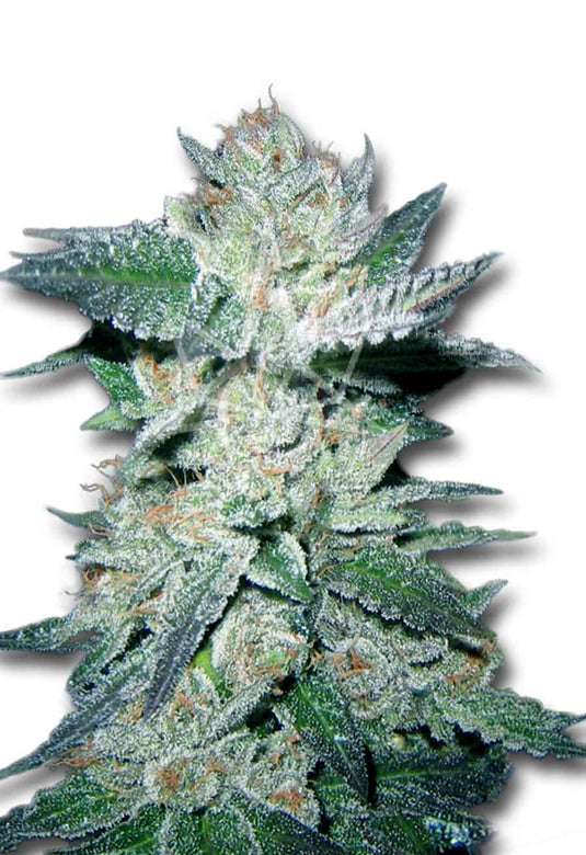 CROP KINGS BUBBA KUSH FEMENIZED SEEDS