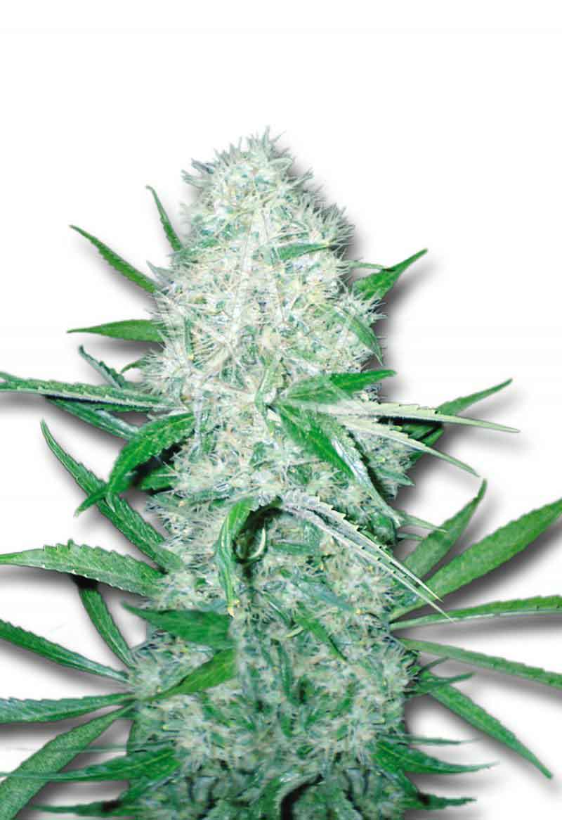 Load image into Gallery viewer, CROP KINGS Cali OG Kush Haze Feminized Seeds

