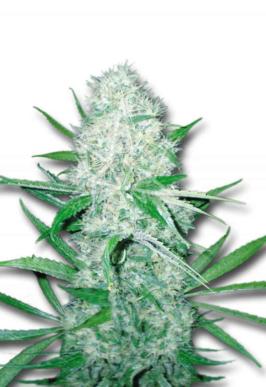 CROP KINGS Cali OG Kush Haze Feminized Seeds