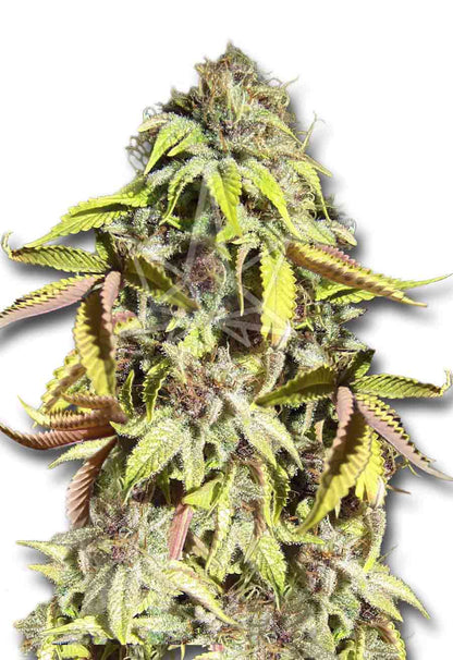 CROP KINGS Crown Royale Feminized Seeds