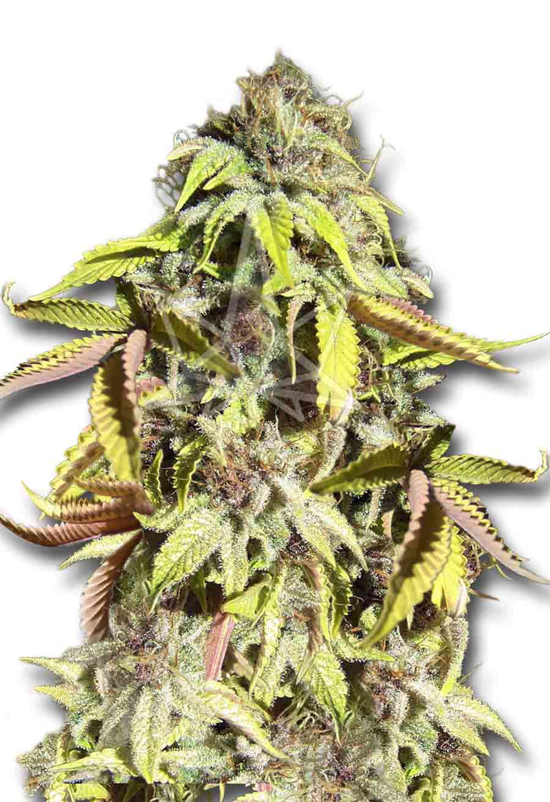 Load image into Gallery viewer, CROP KINGS Crown Royale Feminized Seeds
