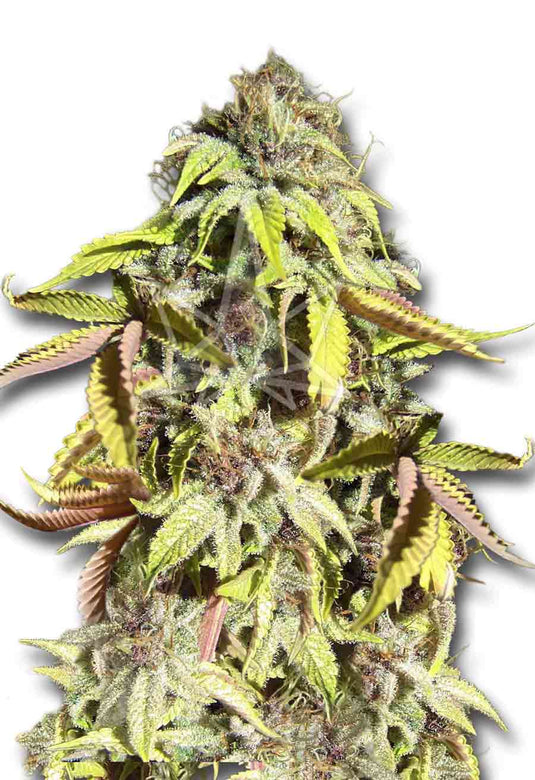 CROP KINGS Crown Royale Feminized Seeds