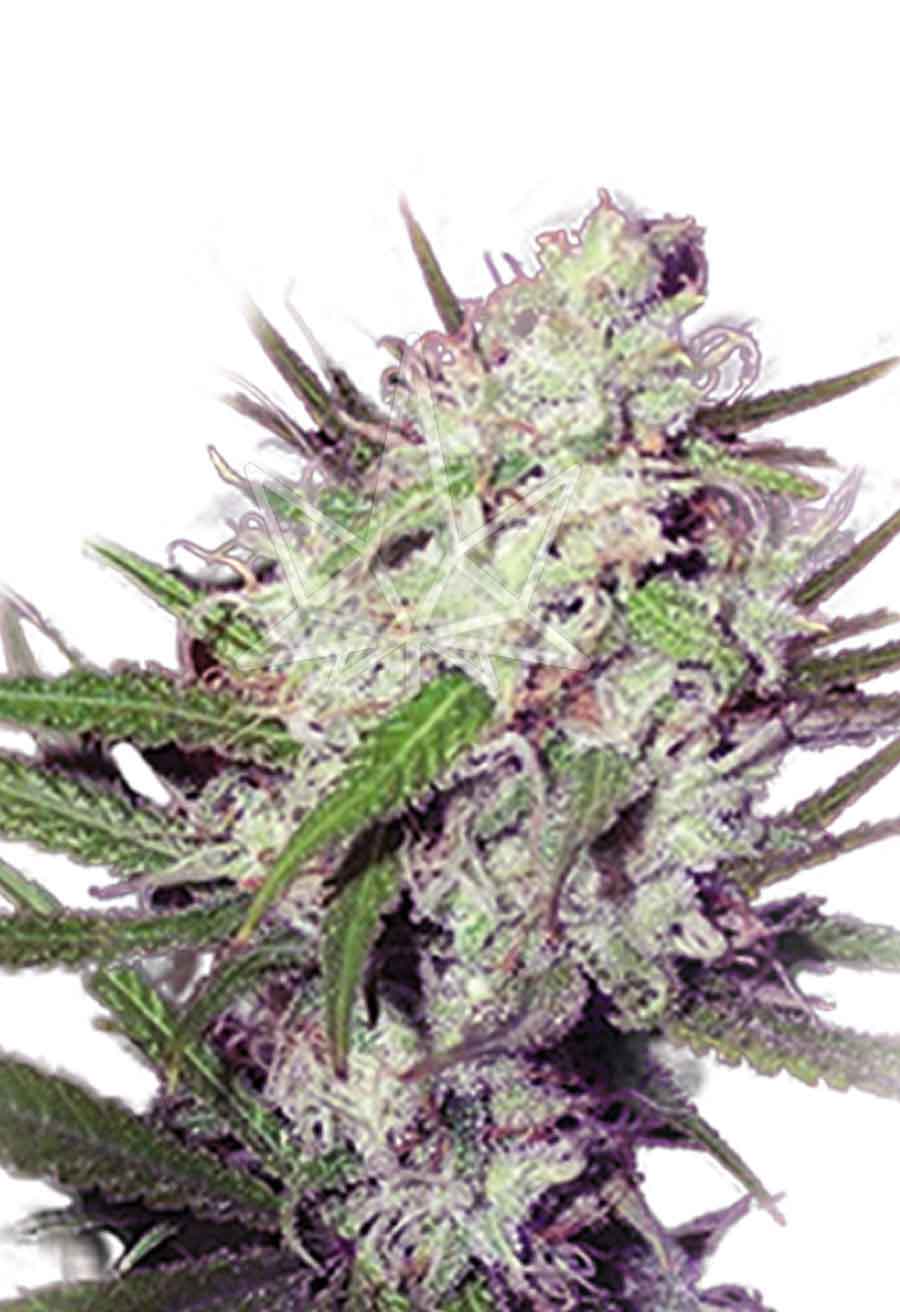 CROP KINGS DARK ANGEL FEMINIZED SEEDS