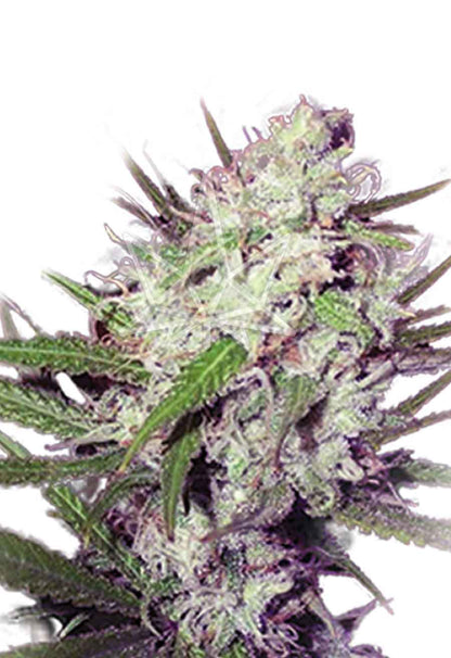 CROP KINGS DARK ANGEL FEMINIZED SEEDS