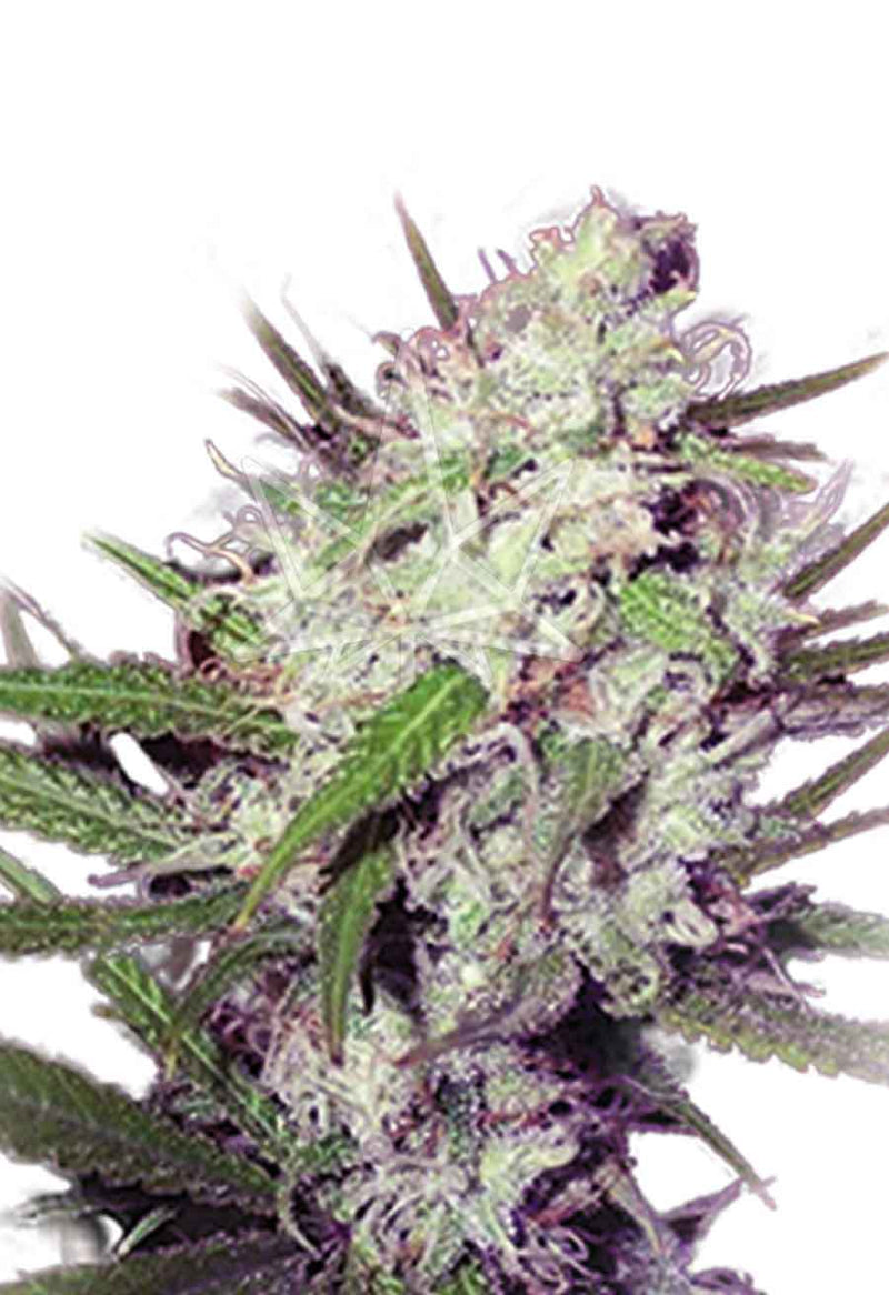 Load image into Gallery viewer, CROP KINGS DARK ANGEL FEMINIZED SEEDS
