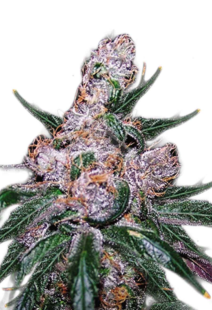 CROP KINGS BLUEBERRY SEEDS