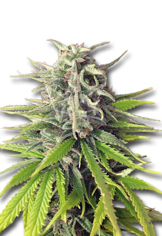 CROP KINGS Durban Poison Feminized seeds