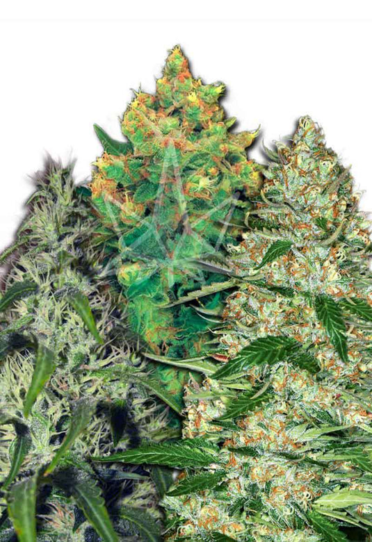 CROP KINGS FEMINIZED MIXED SEEDS