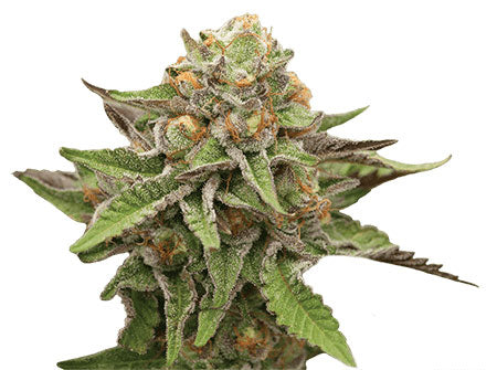 CROP KINGS Gelato Feminized Seeds
