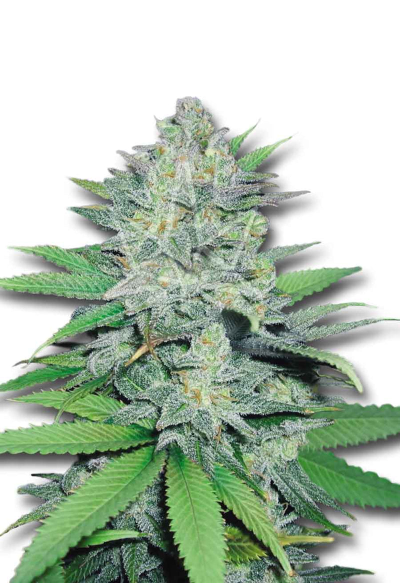 Load image into Gallery viewer, CROP KINGS Green Crack Feminized seeds
