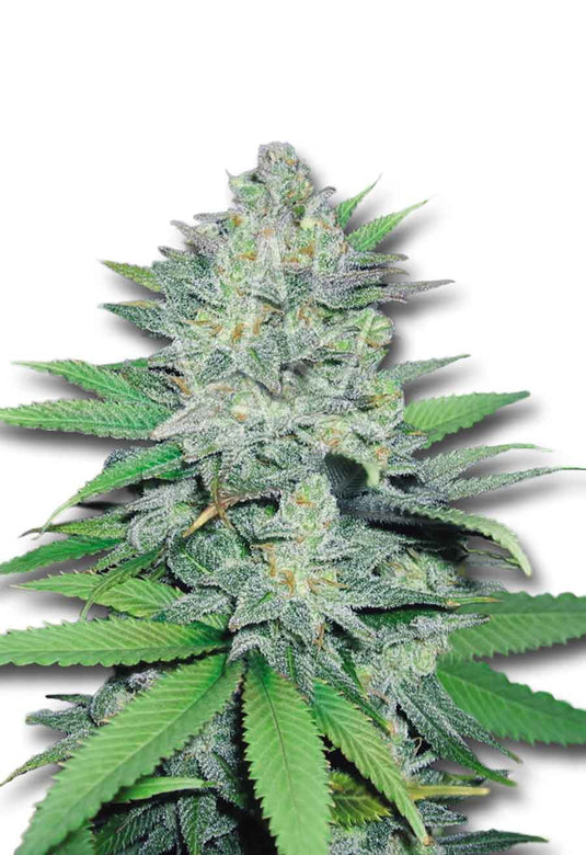 CROP KINGS Green Crack Feminized seeds