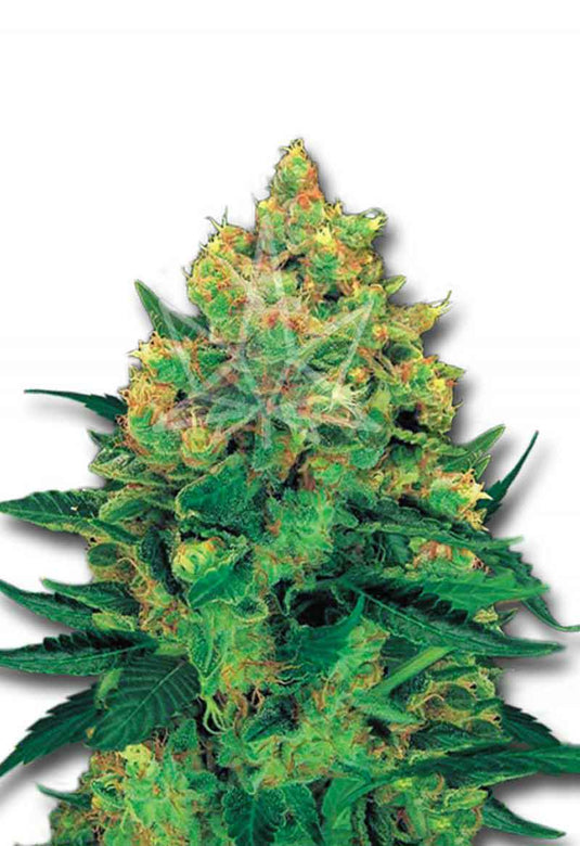 CROP KINGS Hash Plant Feminized seeds