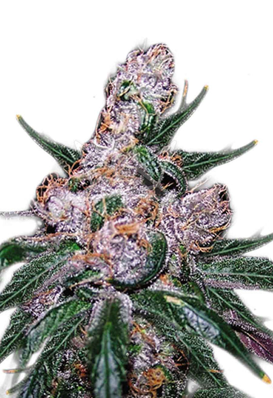 CROP KINGS BLUEBERRY SEEDS