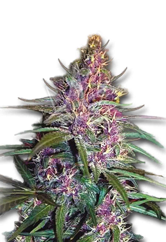 CROP KINGS Purple Kush Feminized seeds
