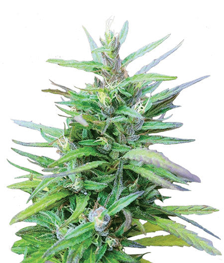 CROP KINGS Sativa Star Feminized seeds