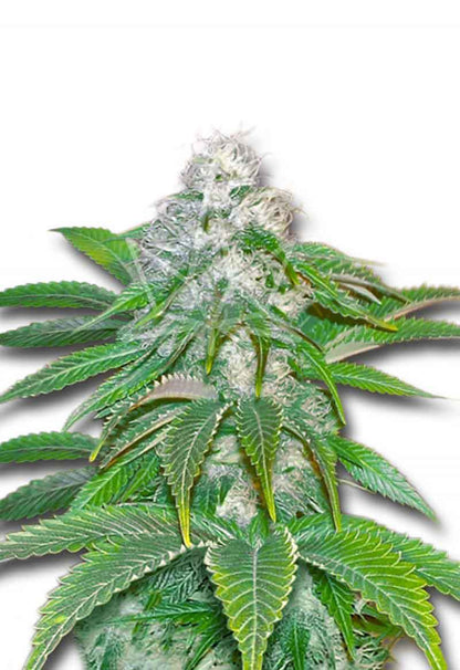 CROP KINGS SOUR DIESEL FEMINIZED SEEDS