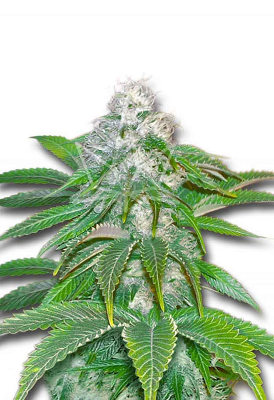 CROP KINGS SOUR DIESEL FEMINIZED SEEDS