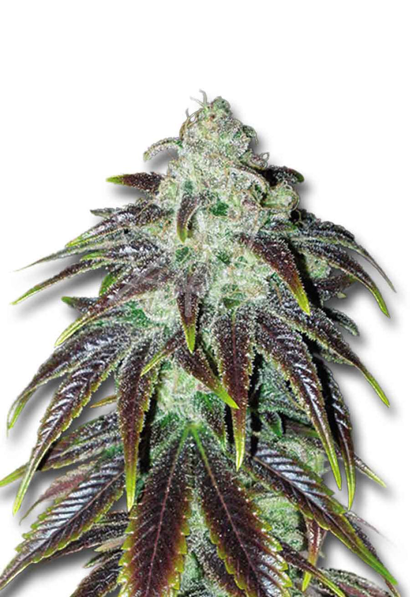 Load image into Gallery viewer, CROP KINGS Sour Jack Feminized seeds
