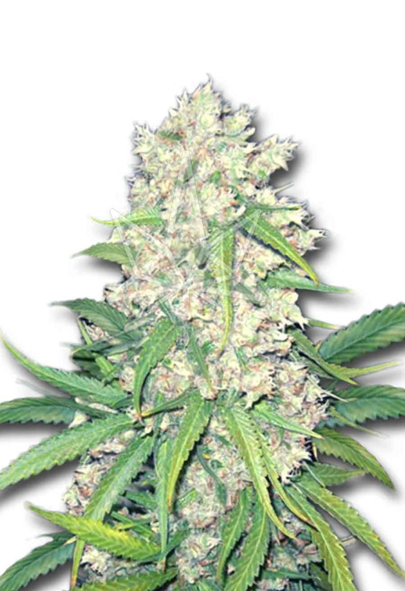 Load image into Gallery viewer, CROP KINGS Super Silver Haze Feminized seeds
