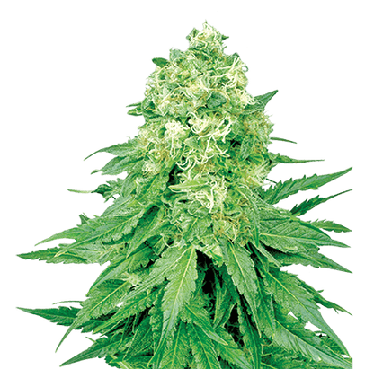 CROP KINGS White Banner Feminized seeds