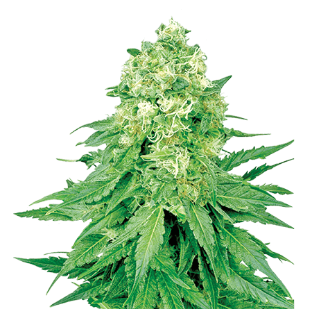 Load image into Gallery viewer, CROP KINGS White Banner Feminized seeds
