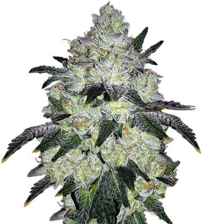 CROP KINGS WHITE COOKIES FEMINIZED SEEDS