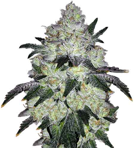 Load image into Gallery viewer, CROP KINGS WHITE COOKIES FEMINIZED SEEDS

