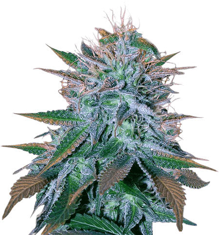 CROP KINGS White Widow Feminized seeds