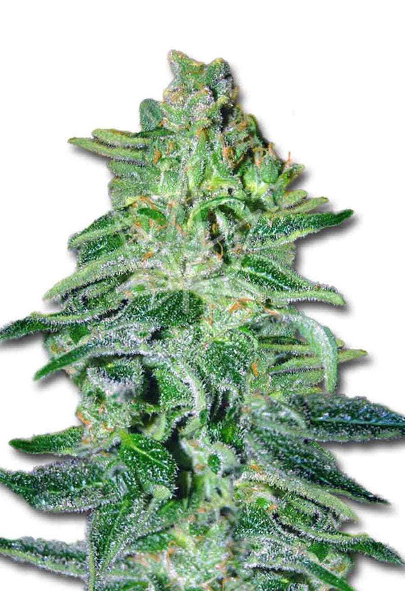 Load image into Gallery viewer, CROP KINGS Amnesia Haze Autoflower seeds
