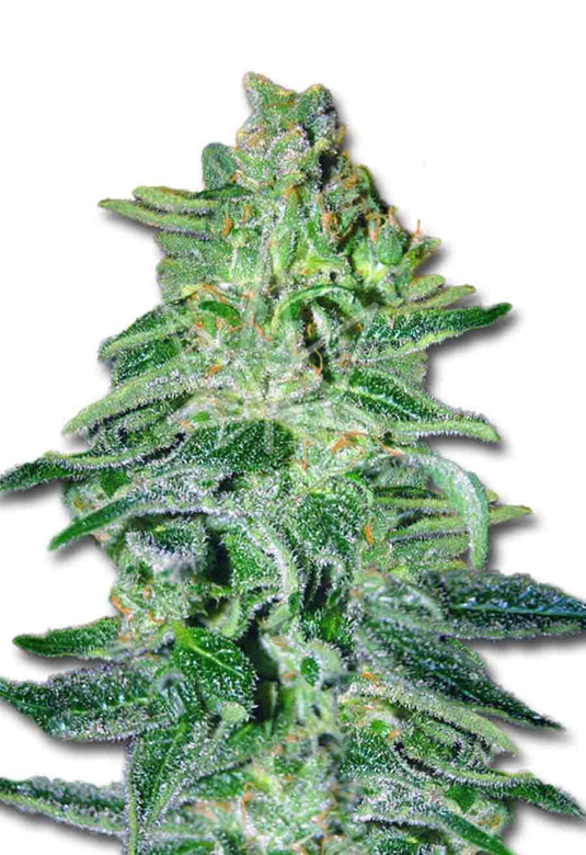 CROP KINGS Amnesia Haze Autoflower seeds