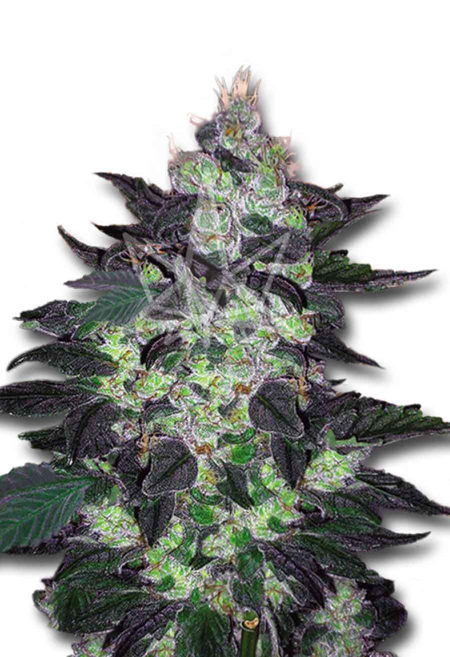 CROP KINGS Candy Cane Autoflower seeds