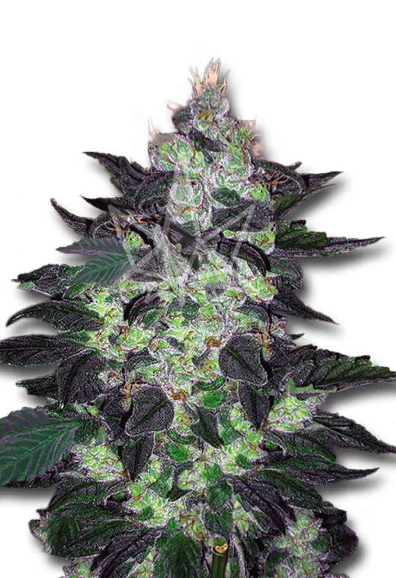 Load image into Gallery viewer, CROP KINGS Candy Cane Autoflower seeds
