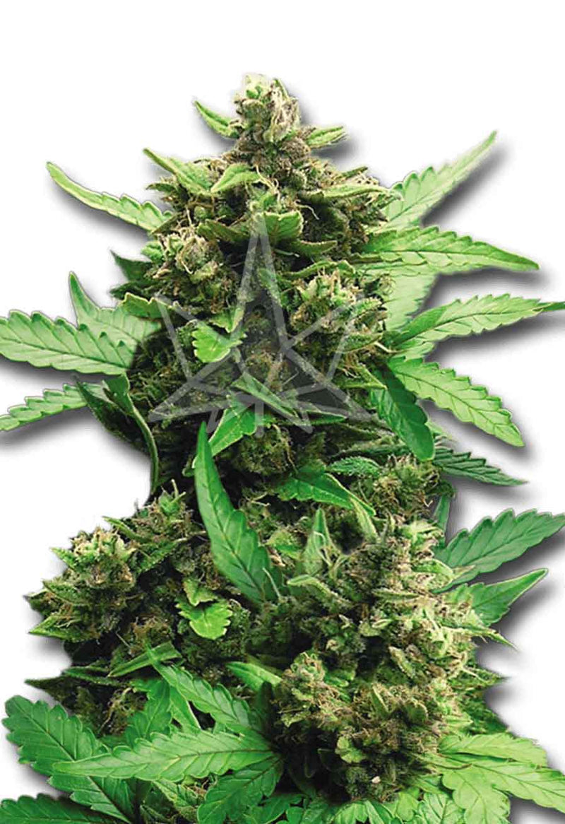 Load image into Gallery viewer, CROP KINGS CB Autoflower Cheese seeds

