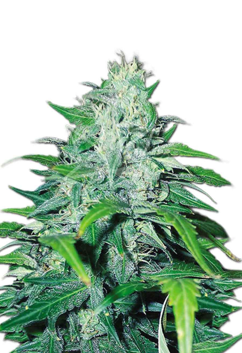 Load image into Gallery viewer, CROP KINGS Dwarf Low Flyer Autoflower Seeds

