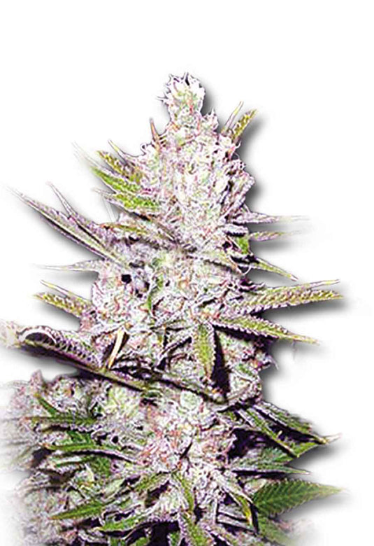 CROP KINGS HAZE XTREME SEEDS