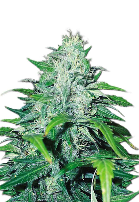 CROP KINGS Dwarf Low Flyer Autoflower Seeds