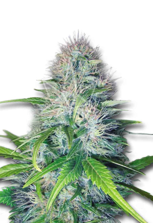 CROP KINGS Early Miss Autoflower seeds