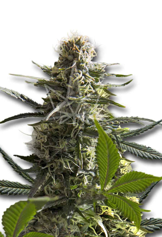 CROP KINGS Jack Herer Autoflower seeds