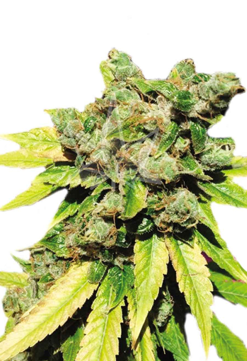 Load image into Gallery viewer, CROP KINGS Lambs Breath Autoflower seeds
