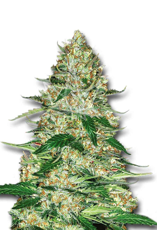 CROP KINGS Northern Lights Autoflower seeds