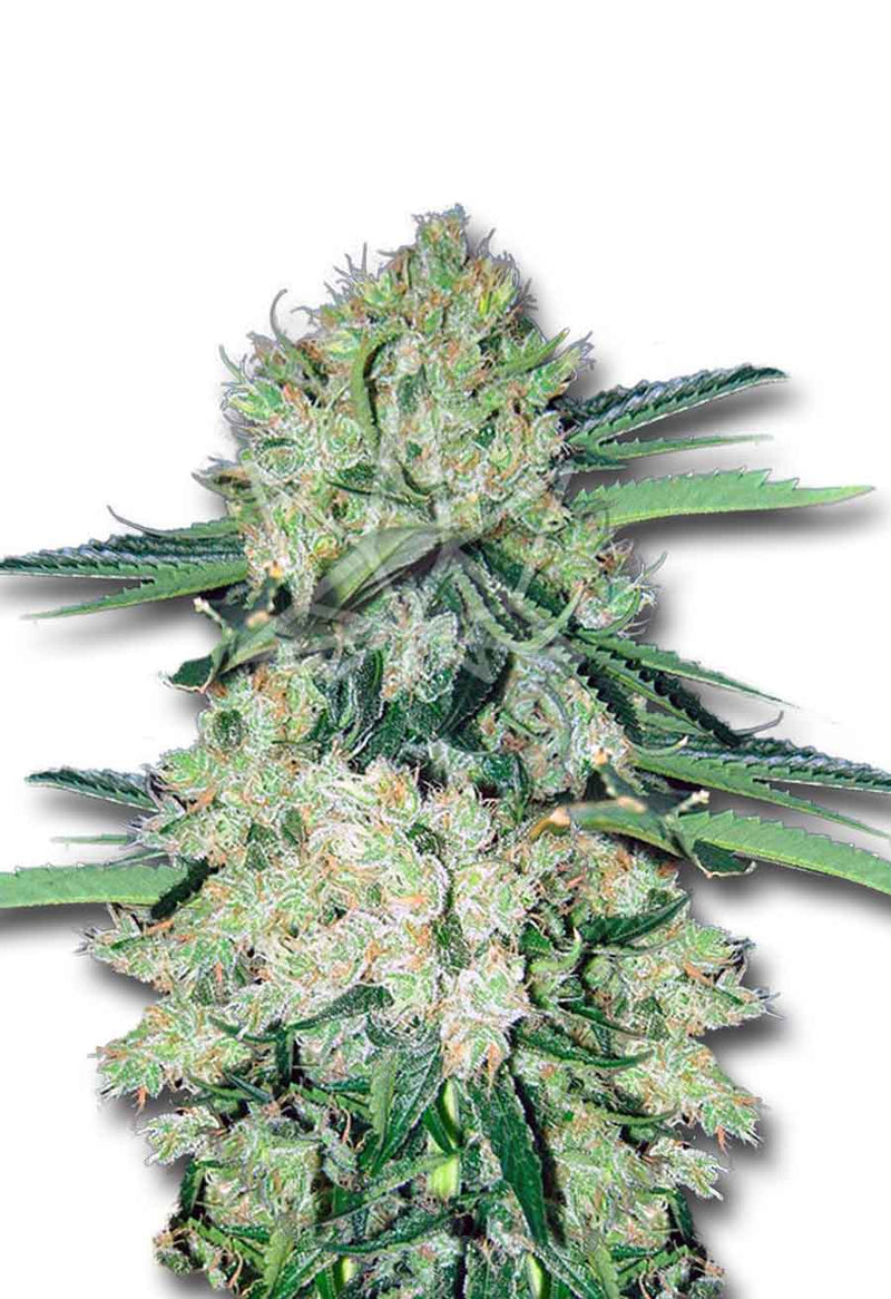 Load image into Gallery viewer, CROP KINGS NYC Diesel Autoflower seeds
