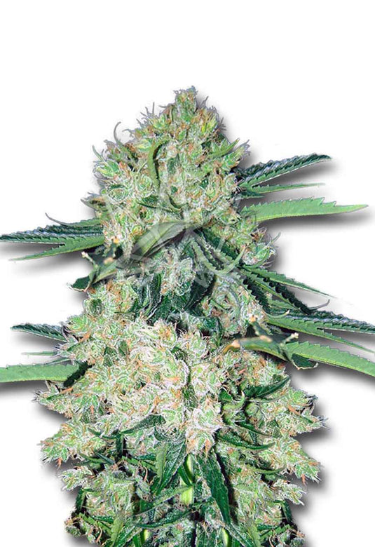 CROP KINGS NYC Diesel Autoflower seeds
