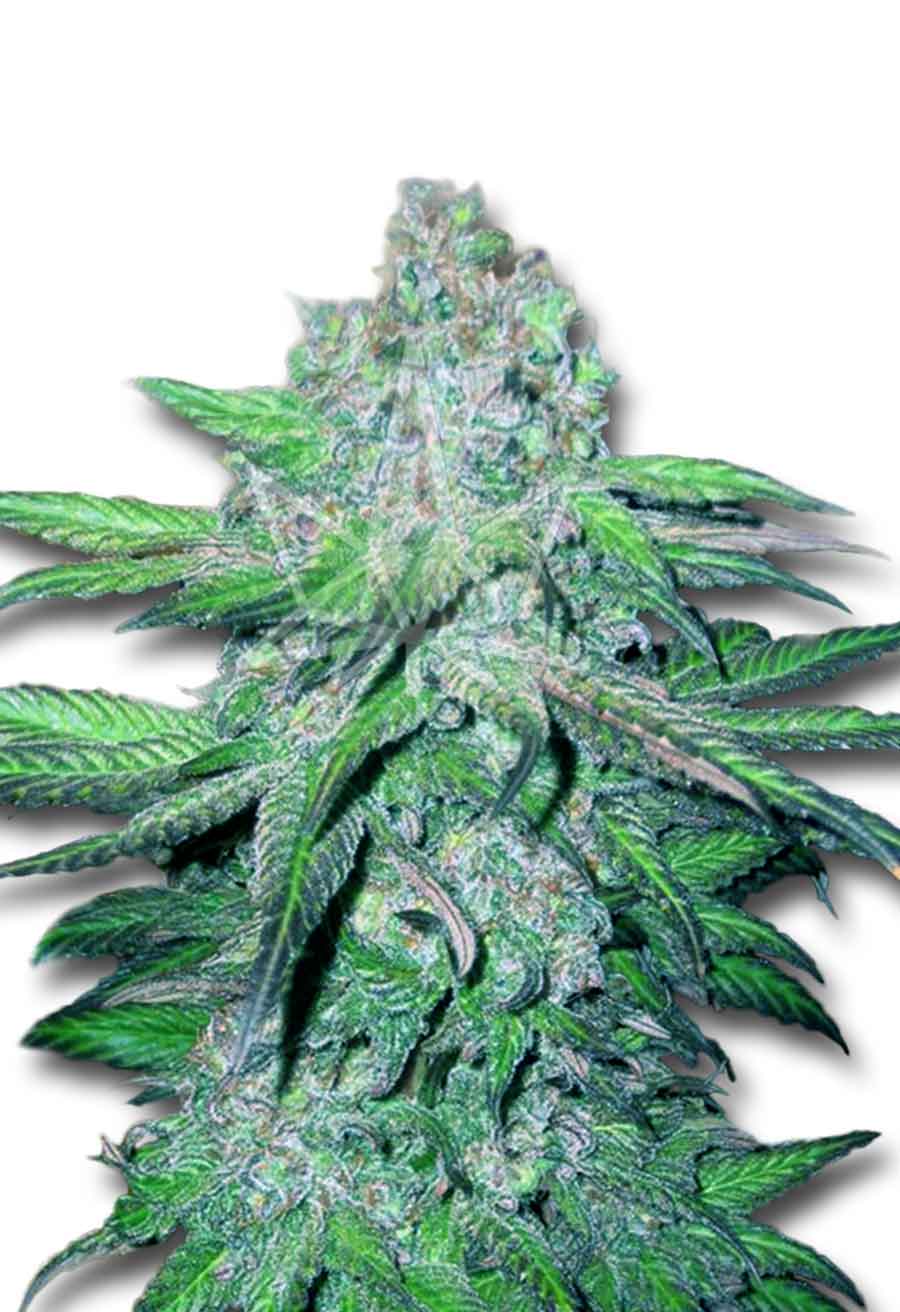 CROP KINGS Train Wreck Autoflower seeds