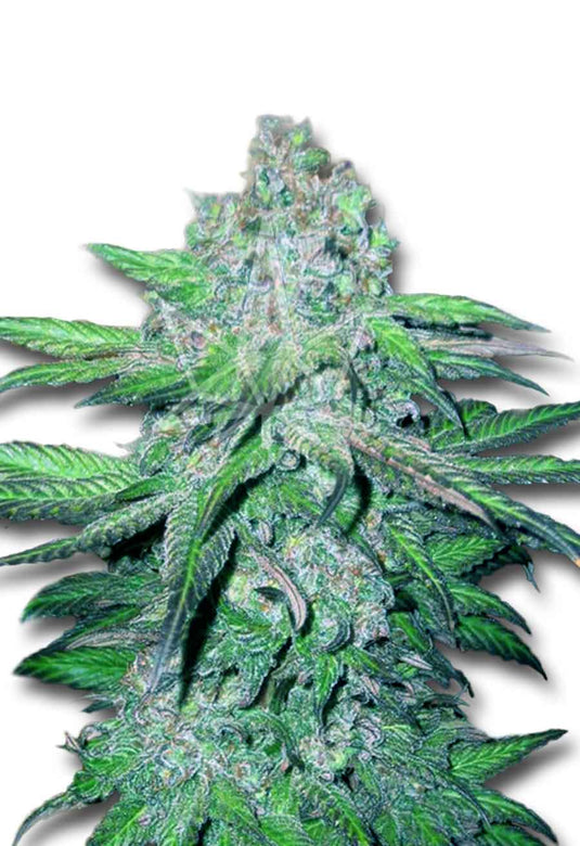 CROP KINGS Train Wreck Autoflower seeds